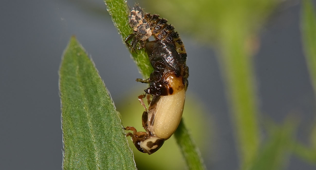 Metamorfosi di Hippodamia variegata, Coccinellidae